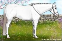 Horse Color:Buckskin Appaloosa