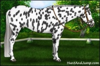 Horse Color:Black Appaloosa