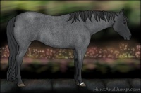 Horse Color:Blue Roan