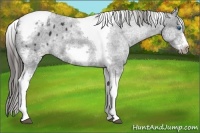 Horse Color:White Spotted Black Splash Tobiano Frame Appaloosa 