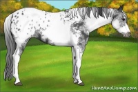 Horse Color:White Spotted Black Splash Tobiano Frame Appaloosa