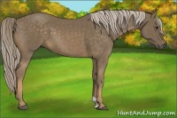 Horse Color:Chocolate Palomino 