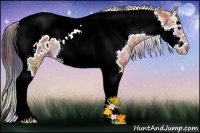 Horse Color:Nacre Bay Ice Splash Tobiano Frame Appaloosa Rabicano 