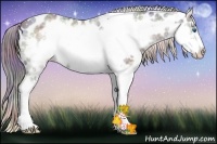 Horse Color:Nacre Black Ice Sabino Splash Frame Appaloosa Rabicano