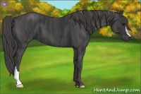 Horse Color:Black  Brindle