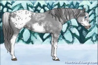 Horse Color:White Spotted Blue Roan Splash Frame Varnish 
