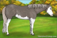 Horse Color:Silver Black Splash