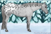 Horse Color:Blue Roan Appaloosa 