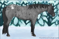 Horse Color:Blue Roan Varnish