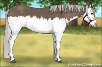 Horse Color:Silver Black Splash 