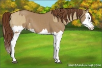 Horse Color:Red Dun Splash  and Red Dun Splash 