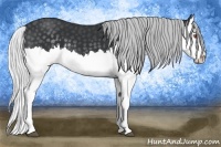 Horse Color:Silver Black Chinchilla Splash 