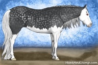 Horse Color:Silver Black Chinchilla Splash 