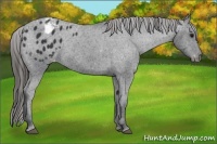 Horse Color:Black Appaloosa 
