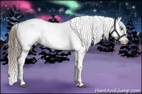 Horse Color:Liver Chestnut Appaloosa 