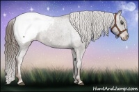 Horse Color:Liver Chestnut Snowcap 