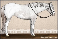 Horse Color:Liver Chestnut Sabino Splash Appaloosa 