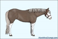 Horse Color:Silver Black Splash