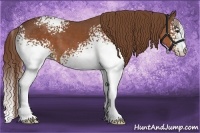Horse Color:White Spotted Chestnut 