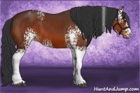 Horse Color:White Spotted Bay Sabino