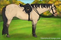 Horse Color:Bay Dun