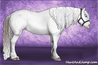 Horse Color:Liver Chestnut Sabino Splash Appaloosa Rabicano 