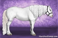 Horse Color:Chocolate Palomino Dun Sabino Appaloosa