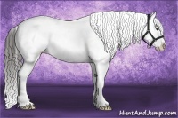Horse Color:Liver Chestnut Sabino Appaloosa 