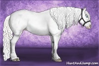 Horse Color:Cremello Sabino Appaloosa Rabicano