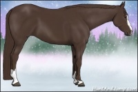 Horse Color:Liver Chestnut Sabino 