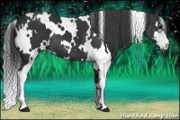 Horse Color:White Spotted Black Sabino
