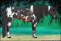 Horse Color:White Spotted Brown Varnish 
