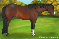 Horse Color:Bay 