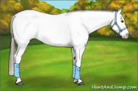 Horse Color:Liver Chestnut Splash Appaloosa 