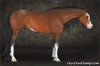 Horse Color:Bay Sabino