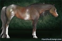 Horse Color:White Spotted Liver Chestnut 