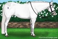 Horse Color:Silver Bay Appaloosa