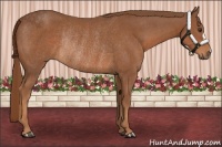 Horse Color:Chestnut Rabicano 