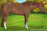 Horse Color:Chestnut 