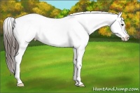 Horse Color:White Spotted Liver Chestnut Splash Appaloosa 