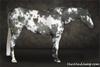 Horse Color:White Spotted Liver Chestnut 