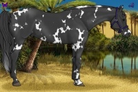 Horse Color:White Spotted Smoky Black