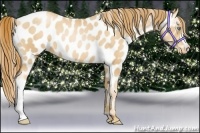Horse Color:Gold Champagne Pearl Appaloosa