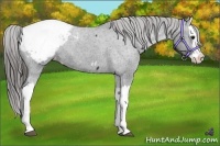 Horse Color:Black Splash Appaloosa