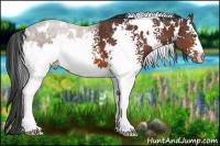 Horse Color:White Spotted Bay 