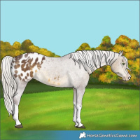 Horse Color:White Spotted Chocolate Silver Buckskin Splash Appaloosa Rabicano 