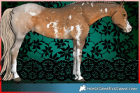 Horse Color:White Spotted Chocolate Palomino Sabino 