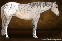 Horse Color:Buckskin Varnish 