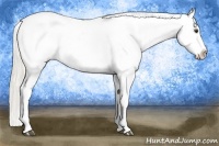 Horse Color:Palomino Appaloosa