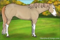Horse Color:Red Dun Splash 